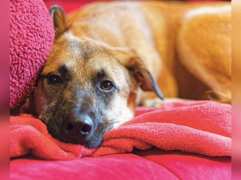 Boško ein gutmütiger Engel