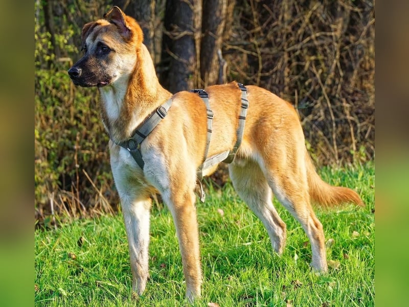 Bosko ein Traumwesen