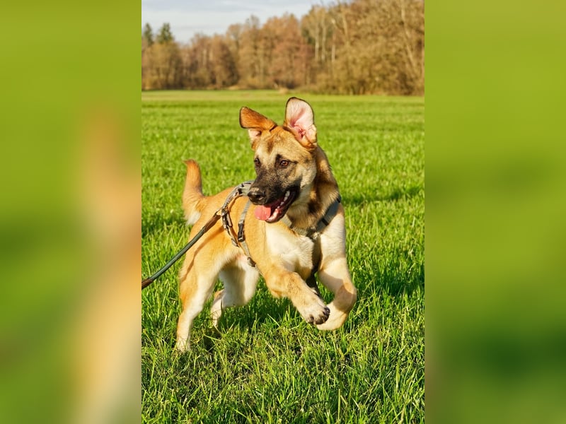 Boško ein gutmütiger Engel