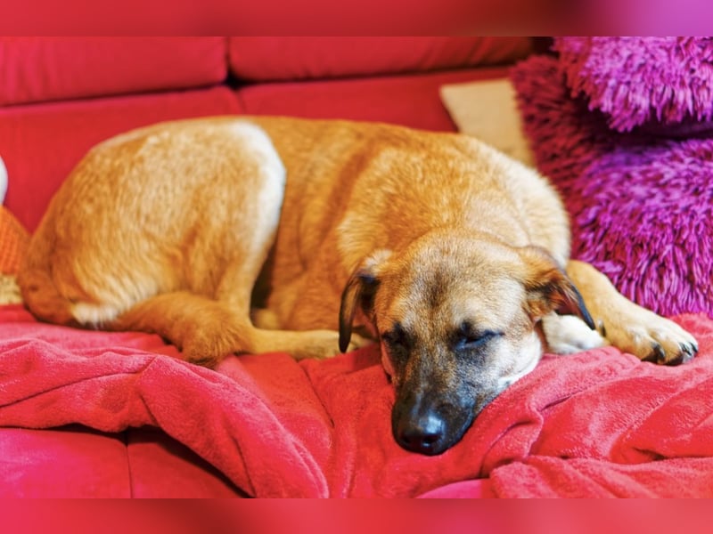 Boško ein gutmütiger Engel