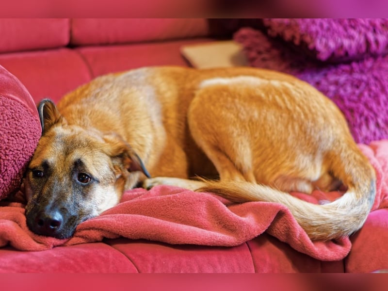 Boško ein gutmütiger Engel