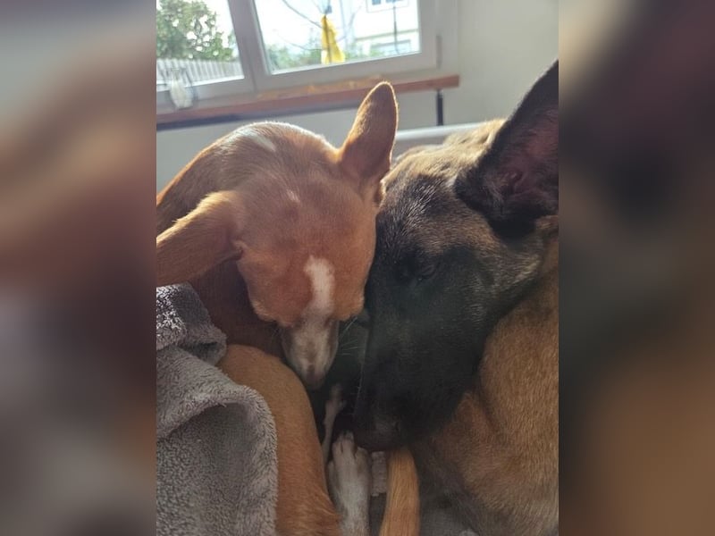 SANSA-Sansa wartet darauf, endlich anzukommen in einem liebevollen Zuhause