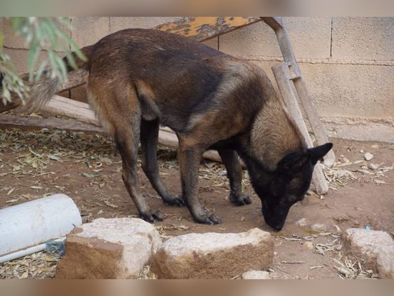 ARTEMIS-sehr große Sozialkompetenz zu Artgenossen,überaus freundlich zu Menschen.Wer hat ein Zuhause