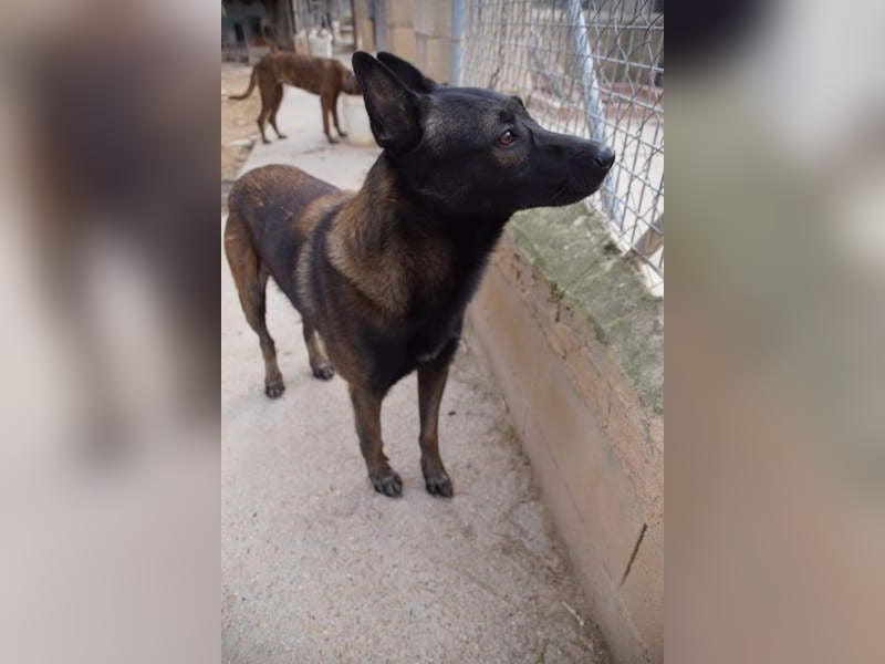 ARTEMIS-sehr große Sozialkompetenz zu Artgenossen,überaus freundlich zu Menschen.Wer hat ein Zuhause