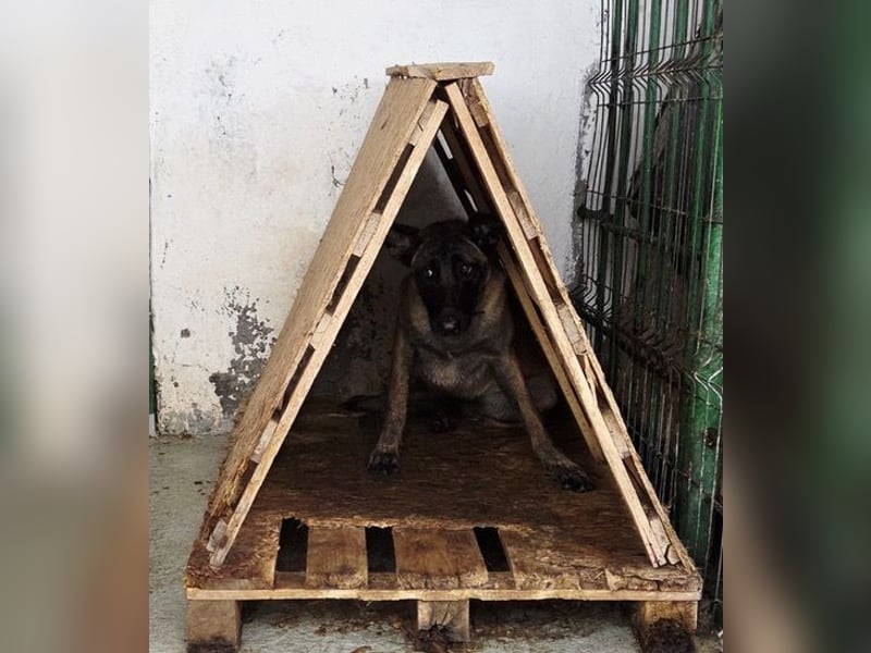 SANSA-Sansa wartet darauf, endlich anzukommen in einem liebevollen Zuhause