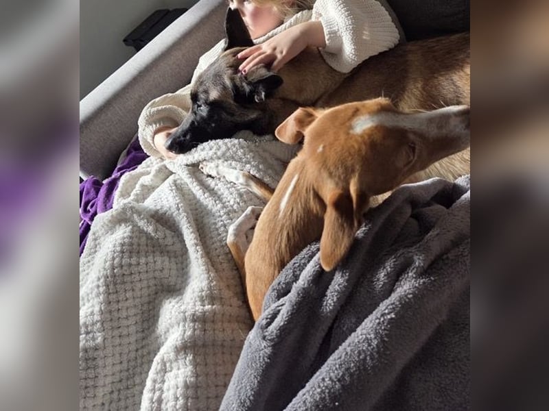 SANSA-Sansa wartet darauf, endlich anzukommen in einem liebevollen Zuhause