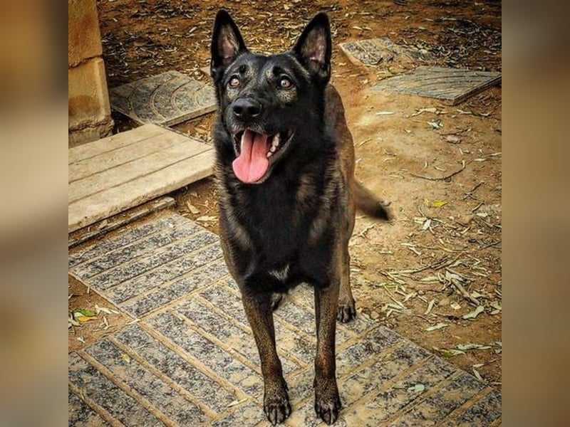 ARTEMIS-sehr große Sozialkompetenz zu Artgenossen,überaus freundlich zu Menschen.Wer hat ein Zuhause