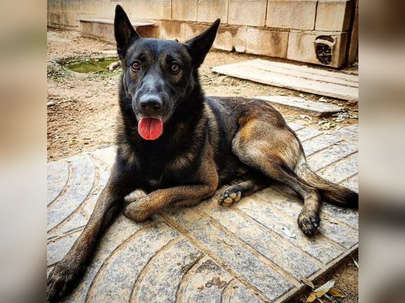 ARTEMIS-sehr große Sozialkompetenz zu Artgenossen,überaus freundlich zu Menschen.Wer hat ein Zuhause