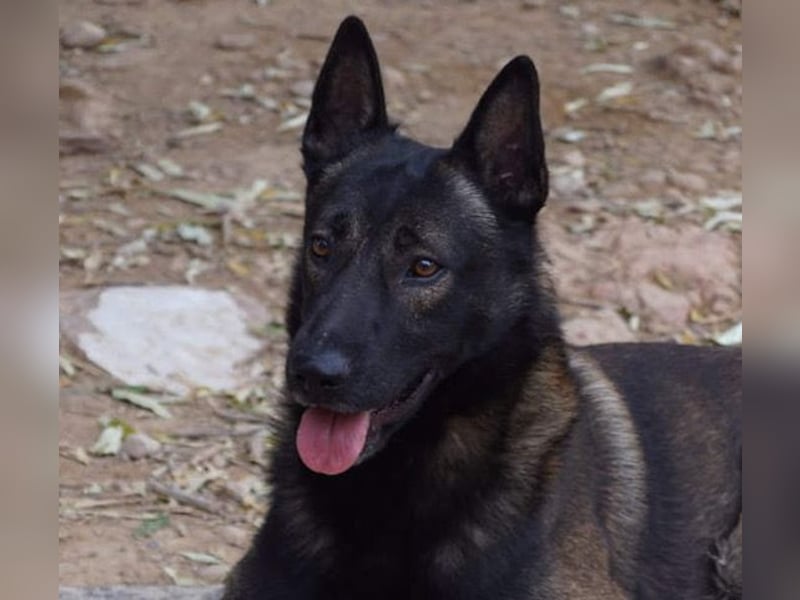 ARTEMIS-sehr große Sozialkompetenz zu Artgenossen,überaus freundlich zu Menschen.Wer hat ein Zuhause