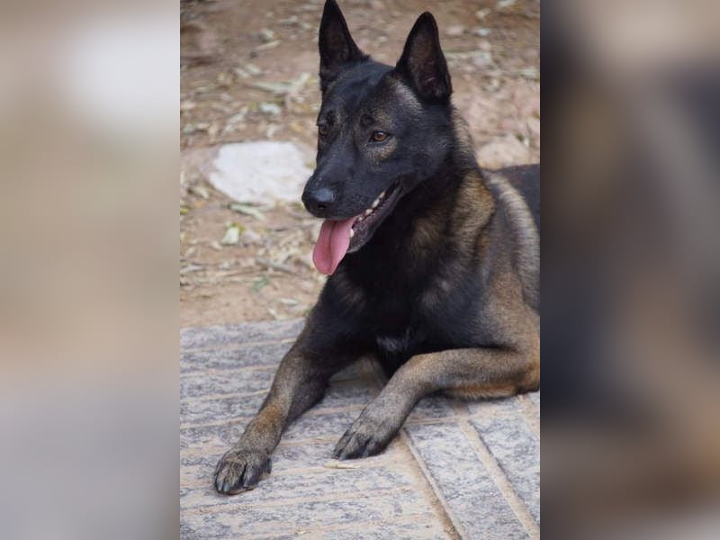 ARTEMIS-sehr große Sozialkompetenz zu Artgenossen,überaus freundlich zu Menschen.Wer hat ein Zuhause