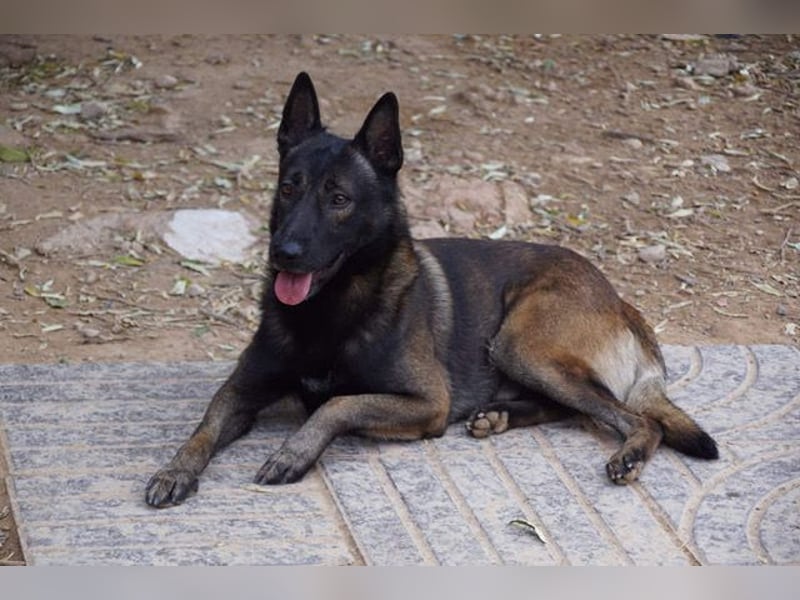 ARTEMIS-sehr große Sozialkompetenz zu Artgenossen,überaus freundlich zu Menschen.Wer hat ein Zuhause