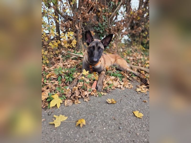 SANSA-Sansa wartet darauf, endlich anzukommen in einem liebevollen Zuhause