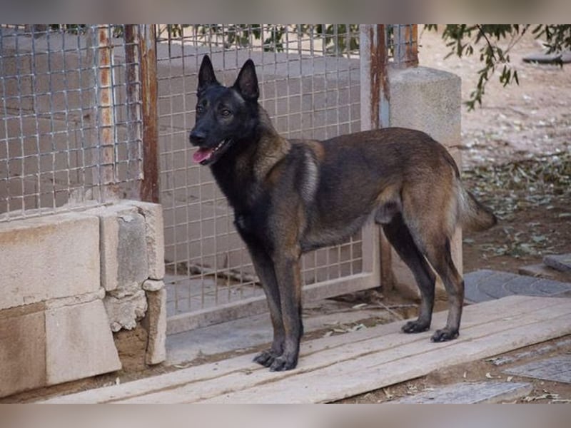 ARTEMIS-sehr große Sozialkompetenz zu Artgenossen,überaus freundlich zu Menschen.Wer hat ein Zuhause