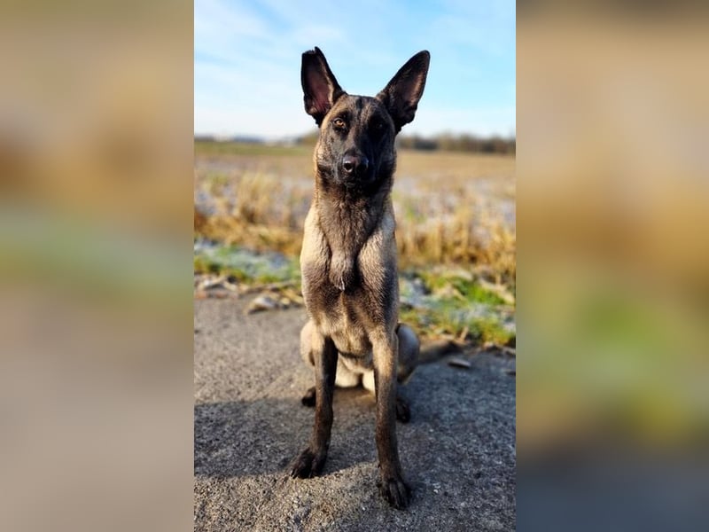 SANSA-Sansa wartet darauf, endlich anzukommen in einem liebevollen Zuhause