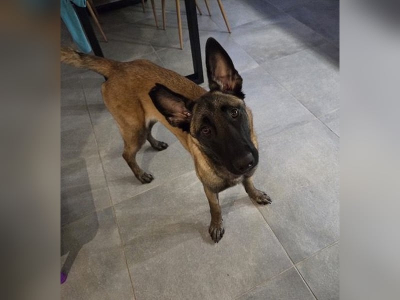 SANSA-Sansa wartet darauf, endlich anzukommen in einem liebevollen Zuhause