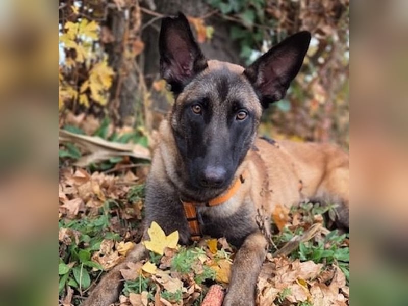 SANSA-Sansa wartet darauf, endlich anzukommen in einem liebevollen Zuhause
