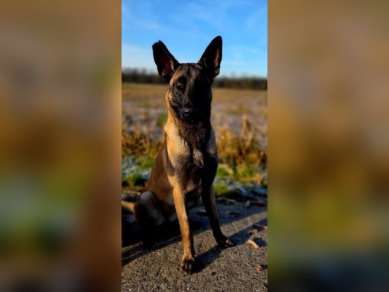 SANSA-Sansa wartet darauf, endlich anzukommen in einem liebevollen Zuhause