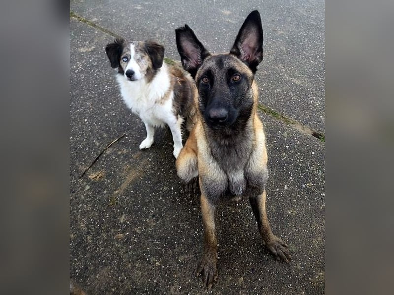 SANSA-Sansa wartet darauf, endlich anzukommen in einem liebevollen Zuhause