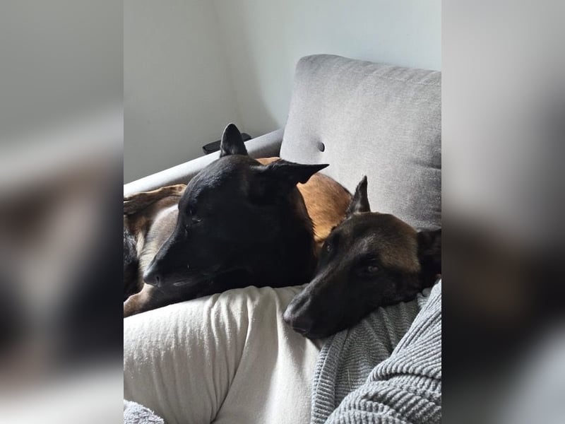 SANSA-Sansa wartet darauf, endlich anzukommen in einem liebevollen Zuhause