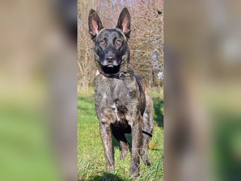 Katzenverträgliche Belgische Schäferhündin Iris sucht eine Familie
