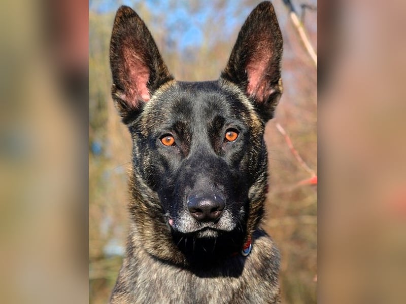 Katzenverträgliche Belgische Schäferhündin Iris sucht eine Familie