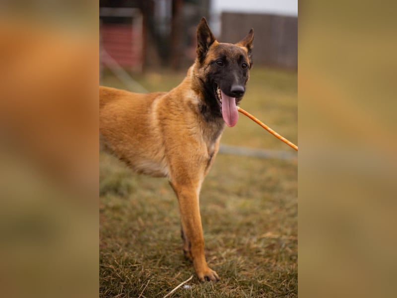 Belgische Schäfi-Mix-Junghündin ♥ Foxy ♥ aktiv und sozial