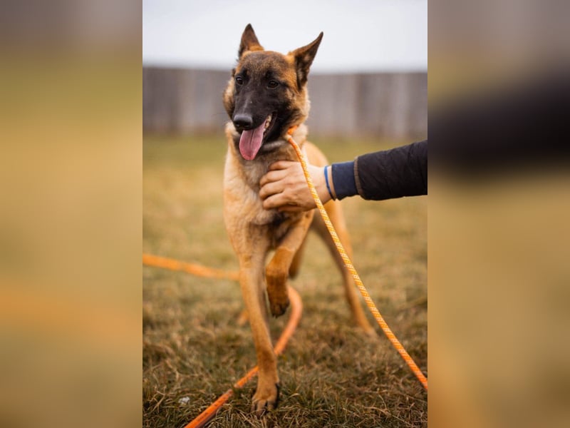 Belgische Schäfi-Mix-Junghündin ♥ Foxy ♥ aktiv und sozial
