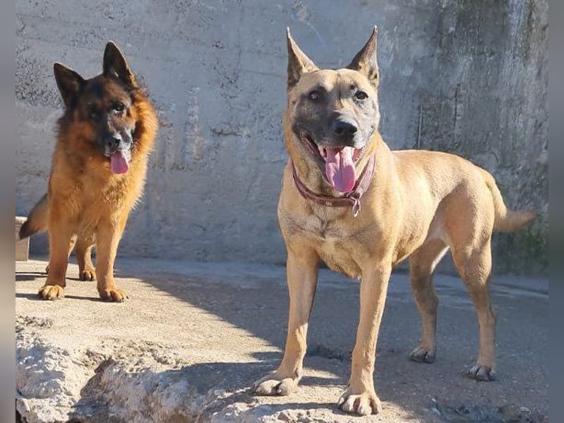 Rea sucht ihr Für-Immer-Zuhause ❤