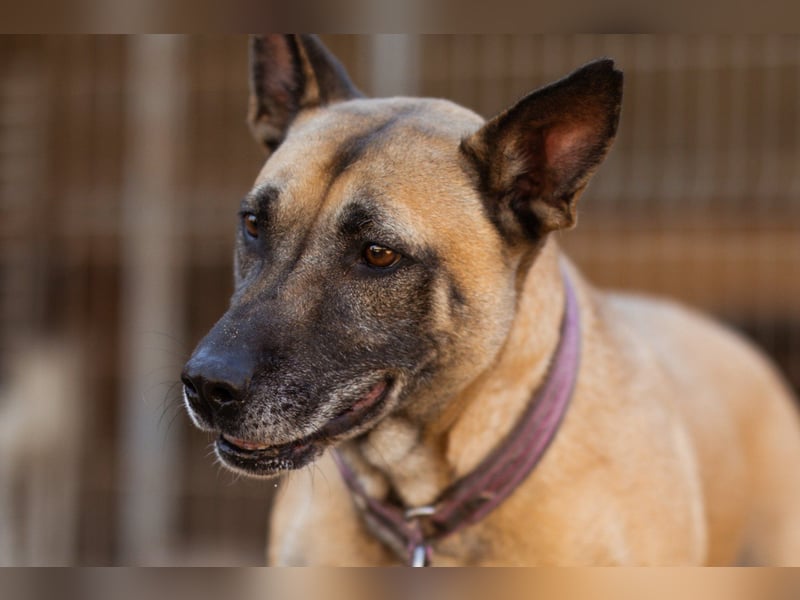 Rea sucht ihr Für-Immer-Zuhause ❤