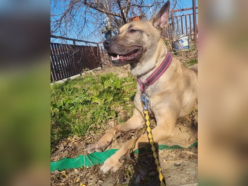 Rea sucht ihr Für-Immer-Zuhause