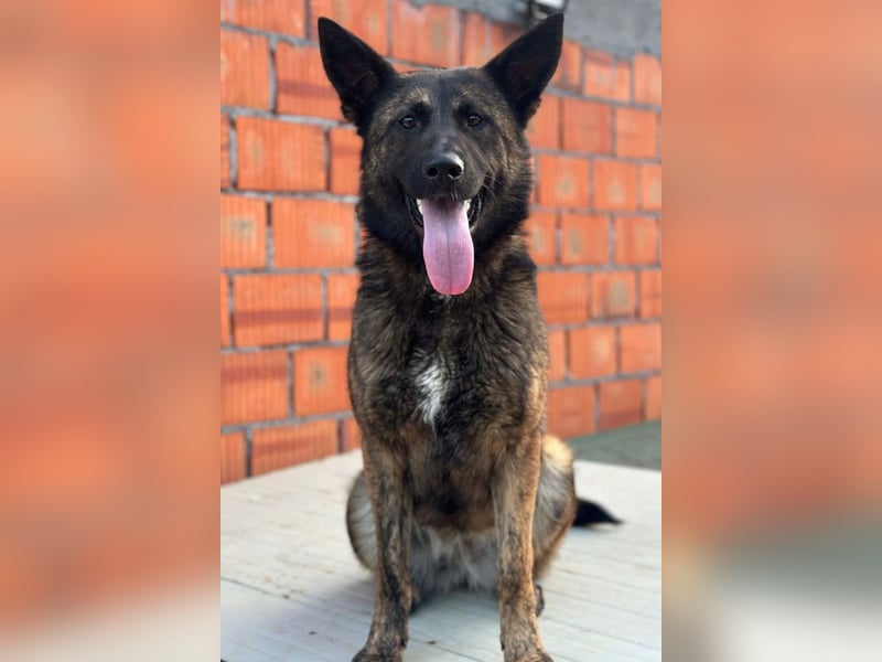 Ciska ❤️ liebe, so kuschlige Belg. Schäfi-Mix Hündin