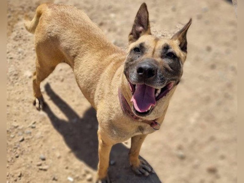 Rea sucht ihr Für-Immer-Zuhause