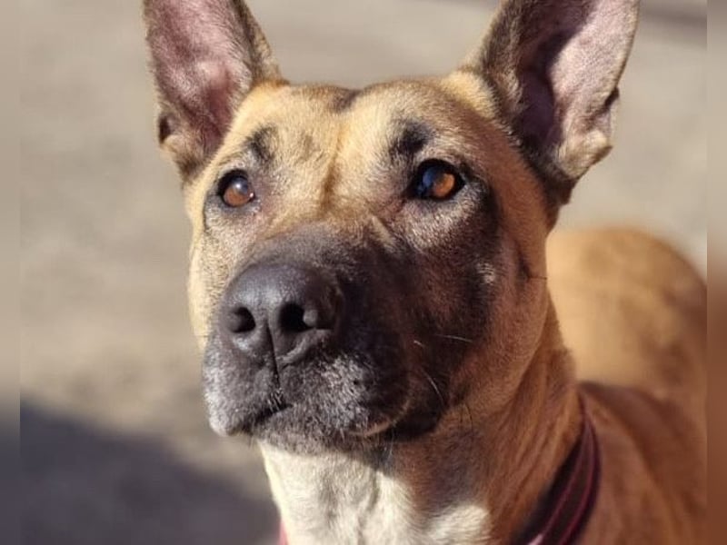 Rea sucht ihr Für-Immer-Zuhause