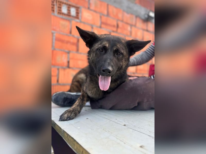 Ciska ❤️ liebe, so kuschlige Begleiterin