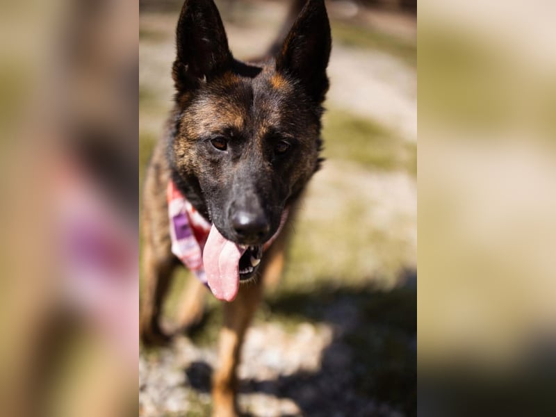 Ciska ❤️ liebe, so kuschlige Belg. Schäfi-Mix Hündin