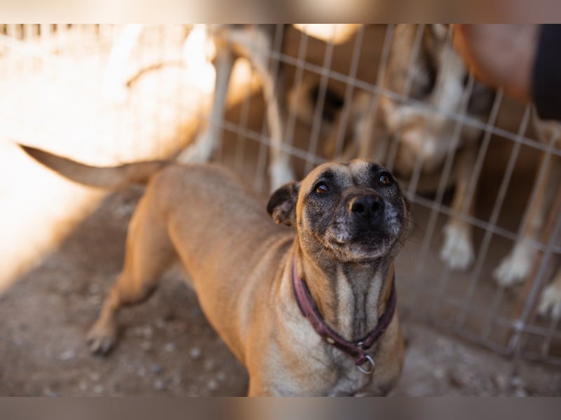 Rea sucht ihr Für-Immer-Zuhause