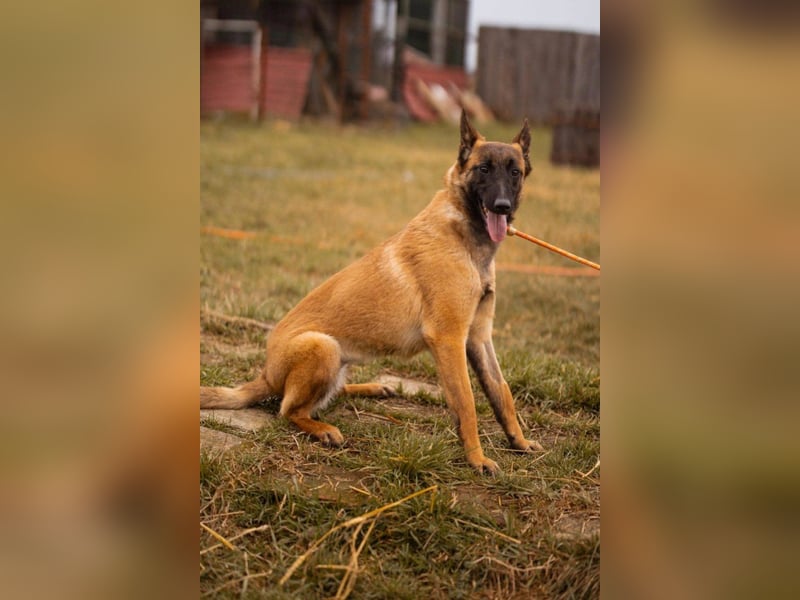 Belgische Schäfi-Mix-Junghündin ♥ Foxy ♥ aktiv und sozial