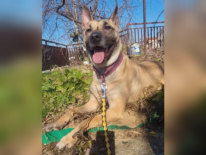 Rea sucht ihr Für-Immer-Zuhause ❤