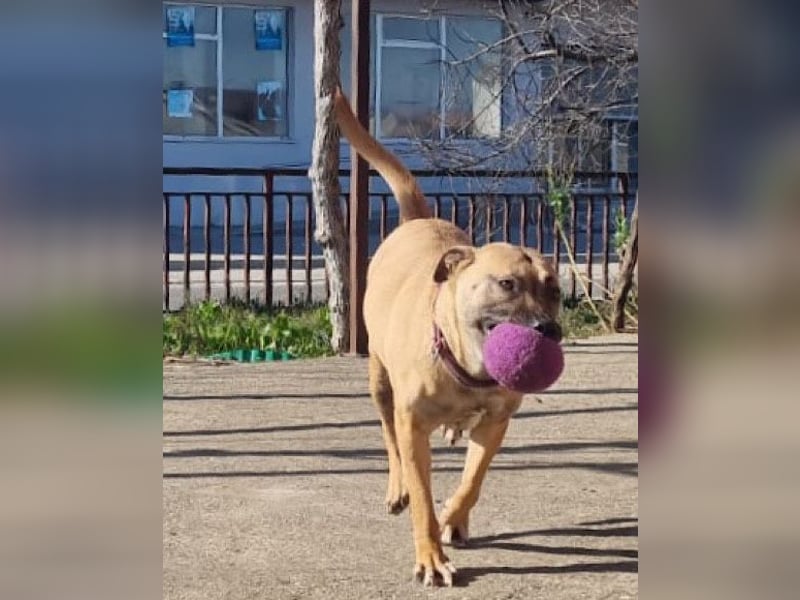 Rea sucht ihr Für-Immer-Zuhause