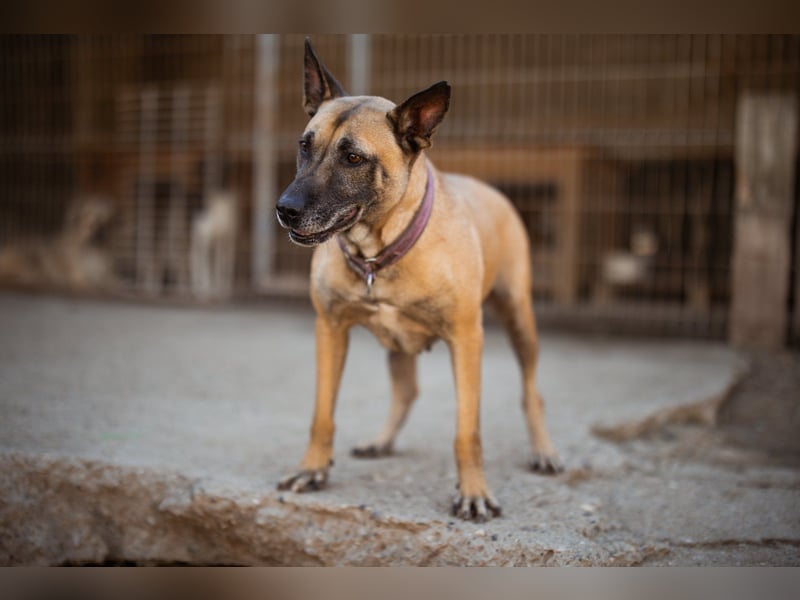 Rea sucht ihr Für-Immer-Zuhause ❤