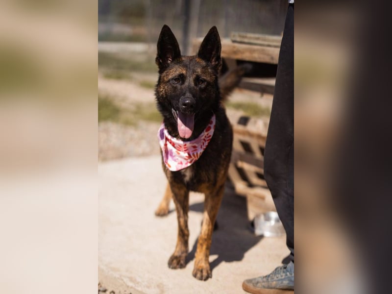 Ciska ❤️ liebe, so kuschlige Belg. Schäfi-Mix Hündin