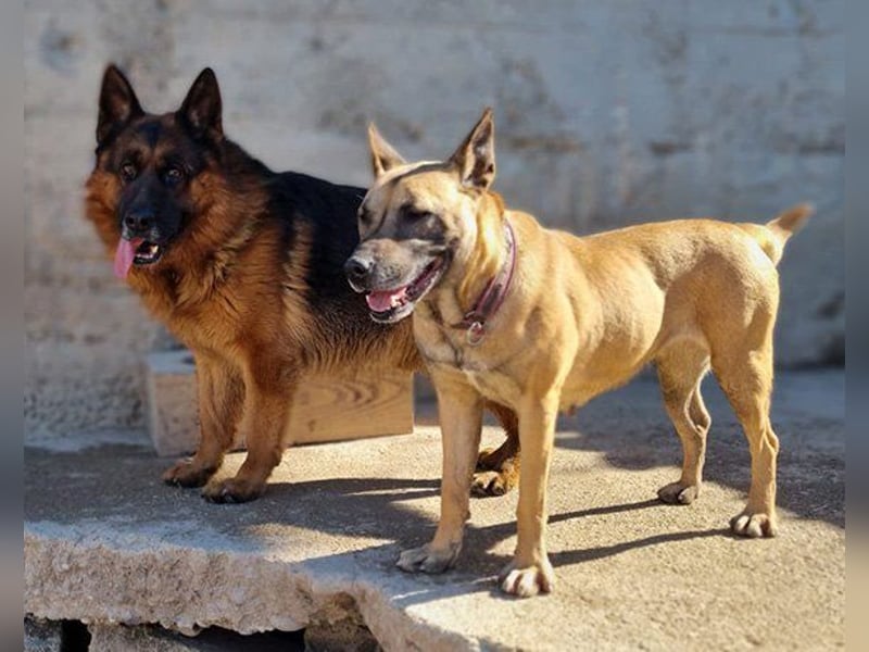 Rea sucht ihr Für-Immer-Zuhause