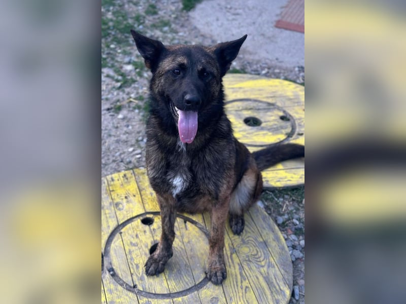 Ciska ❤️ liebe, so kuschlige Belg. Schäfi-Mix Hündin