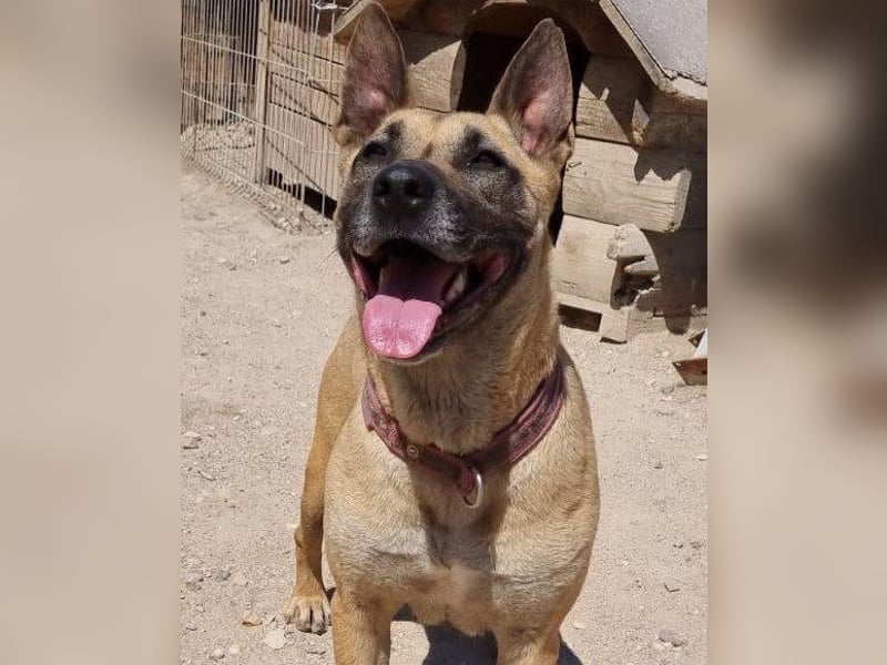 Rea sucht ihr Für-Immer-Zuhause ❤