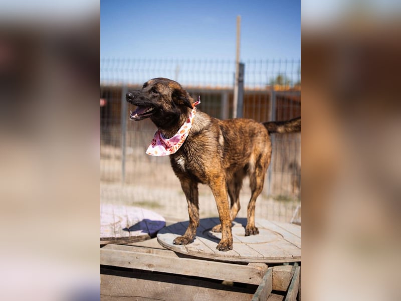 Ciska ❤️ liebe, so kuschlige Belg. Schäfi-Mix Hündin