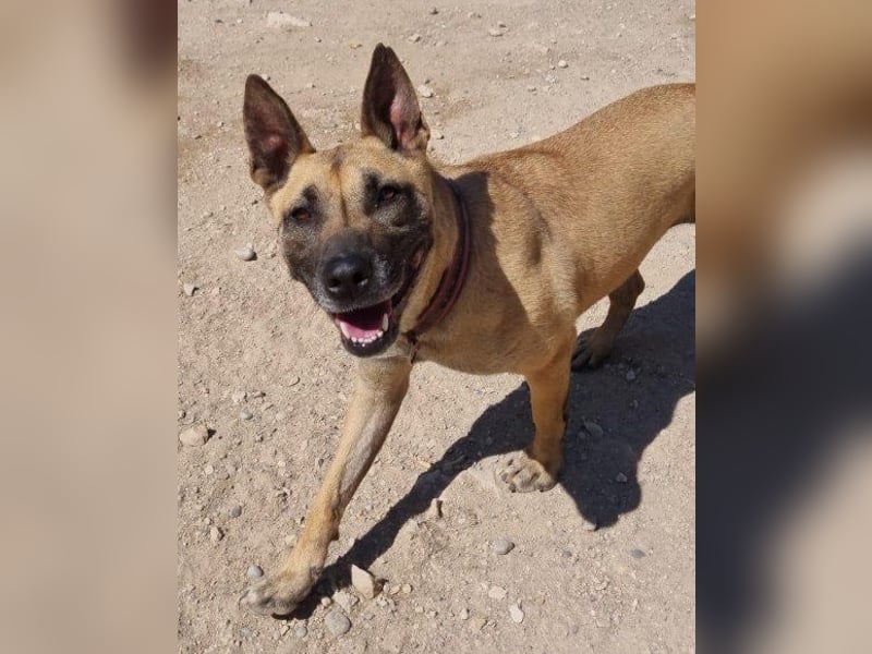 Rea sucht ihr Für-Immer-Zuhause ❤