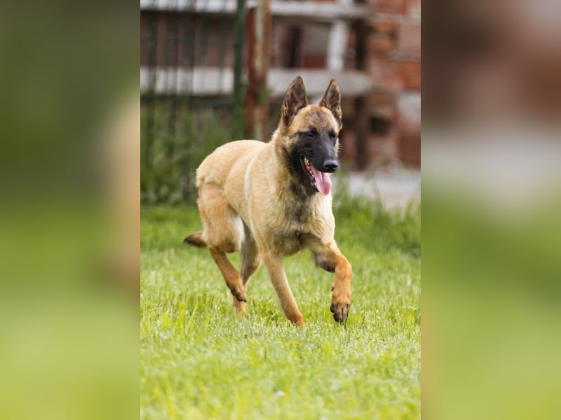 Belgische Schäfi-Mix-Junghündin ♥ Roxy ♥ sensibel, sozial, fit