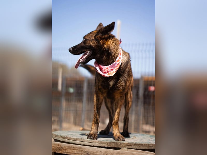 Ciska ❤️ liebe, so kuschlige Belg. Schäfi-Mix Hündin