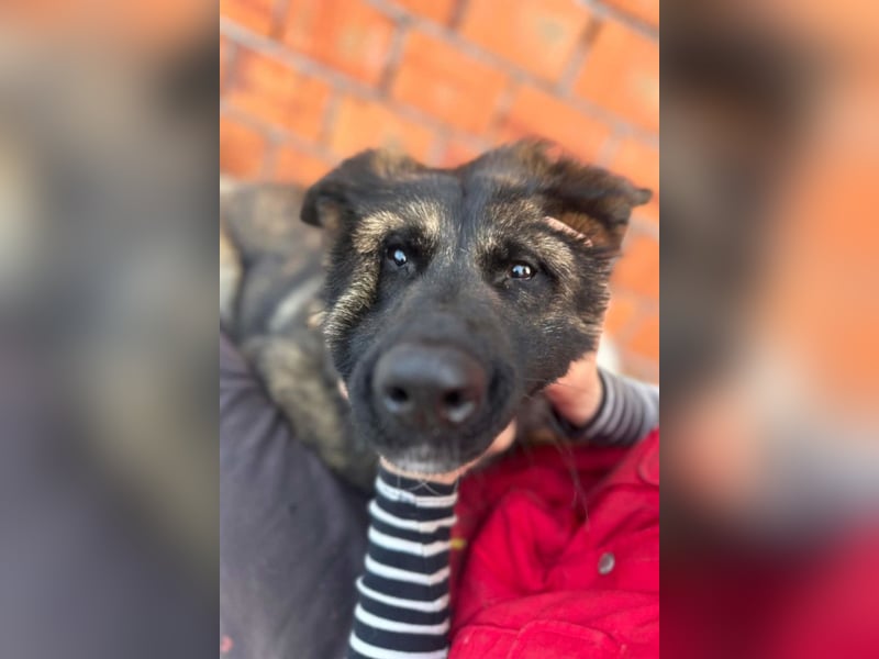 Ciska ❤️ liebe, so kuschlige Belg. Schäfi-Mix Hündin