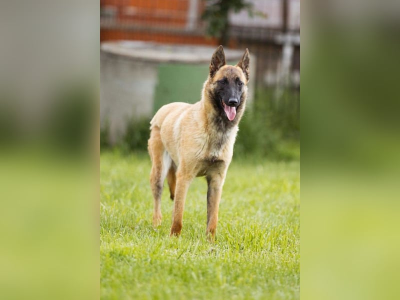 Belgische Schäfi-Mix-Junghündin ♥ Roxy ♥ sensibel, sozial, fit